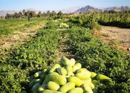 کشاورزی ارگانیک در ایران