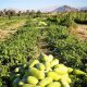 کشاورزی ارگانیک در ایران