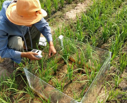 نقش کود ارگانیک در تولید برنج