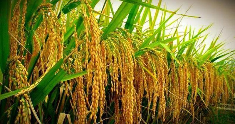 نقش کود ارگانیک در تولید برنج