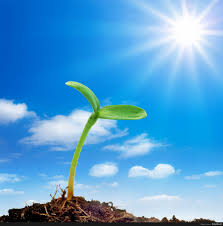 نیاز گیاهان به نور خورشید