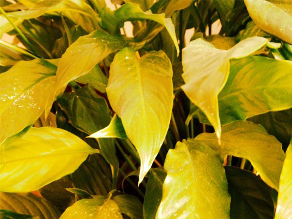 دلایل زرد شدن برگ گیاهان آپارتماتی