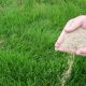 اصول چمن کاری با استفاده از بذر